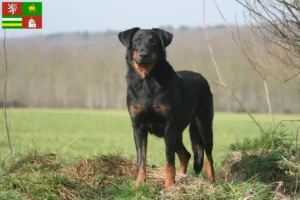Přečtete si více ze článku Chovatelé beauceronů a štěňat v Plzni