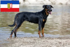 Přečtete si více ze článku Chovatelé beauceronů a štěňat ve Šlesvicku-Holštýnsku