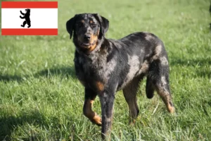 Přečtete si více ze článku Chovatelé beauceronů a štěňat v Berlíně
