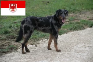 Přečtete si více ze článku Chovatelé beauceronů a štěňat v Brandenburgu