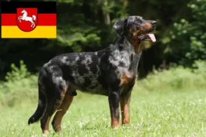 Přečtete si více ze článku Chovatelé beauceronů a štěňat v Dolním Sasku