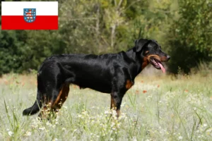 Přečtete si více ze článku Chovatelé beauceronů a štěňat v Durynsku