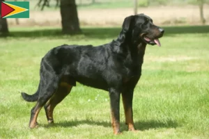 Přečtete si více ze článku Chovatelé beauceronů a štěňata v Guyaně
