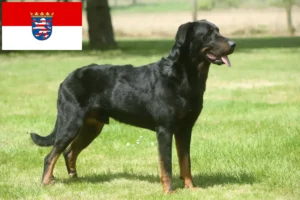 Přečtete si více ze článku Chovatelé beauceronů a štěňat v Hesensku
