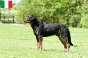 Přečtete si více ze článku Chovatelé beauceronů a štěňata v Itálii