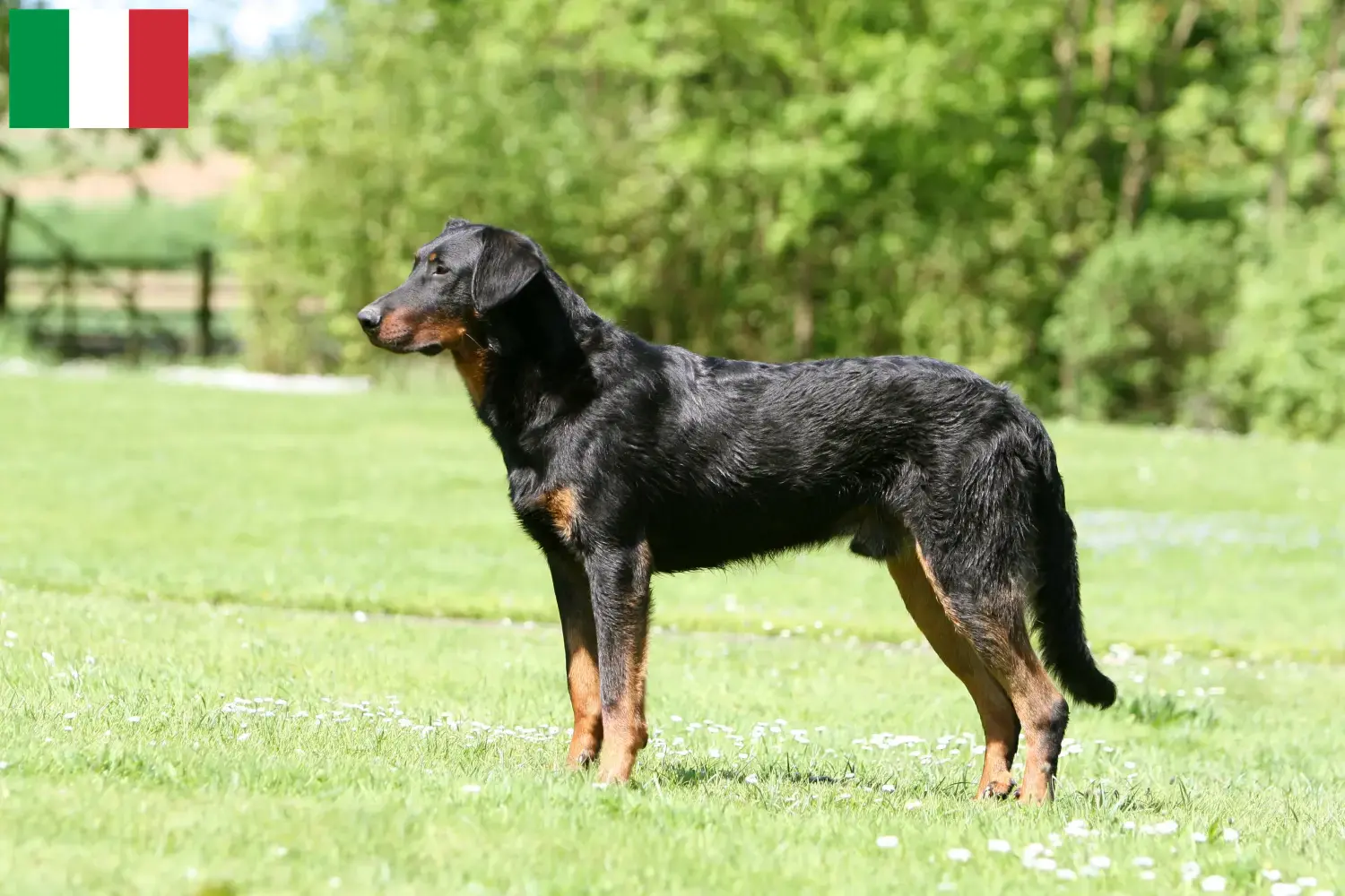Přečtete si více ze článku Chovatelé beauceronů a štěňata v Itálii