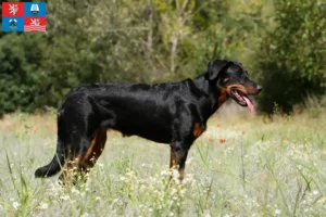 Přečtete si více ze článku Chovatelé beauceronů a štěňat v Karlových Varech