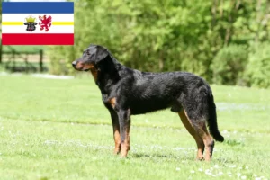 Přečtete si více ze článku Chovatelé beauceronů a štěňat v Meklenbursku-Předním Pomořansku