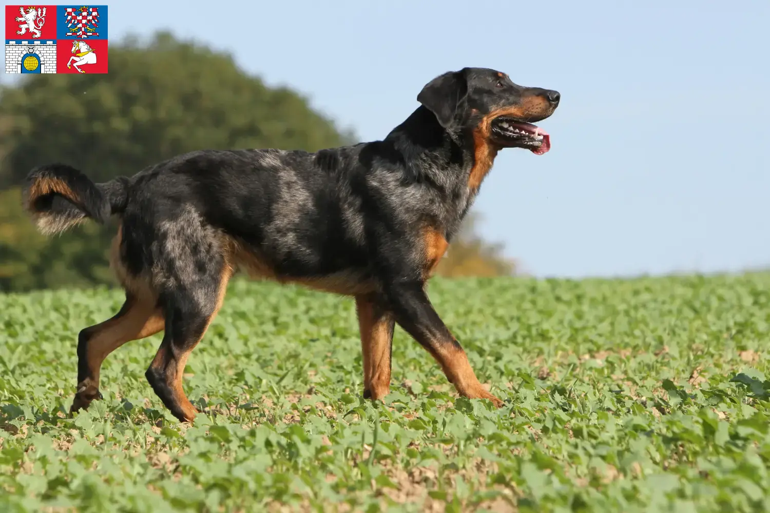 Beauceron štěňata a chovatelé Pardubice Najděte chovatele beauceronů v Pardubicích.