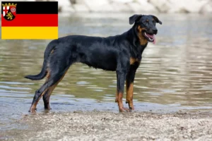 Přečtete si více ze článku Chovatelé beauceronů a štěňat v Porýní-Falci