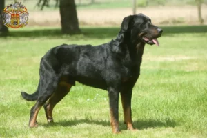 Přečtete si více ze článku Chovatelé beauceronů a štěňat v Praze