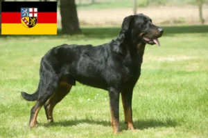 Přečtete si více ze článku Chovatelé beauceronů a štěňat v Sársku
