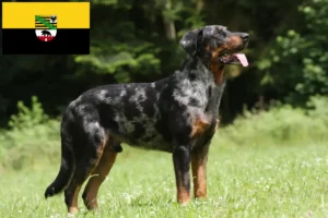 Přečtete si více ze článku Chovatelé beauceronů a štěňat v Sasku-Anhaltsku