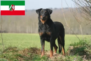 Přečtete si více ze článku Chovatelé beauceronů a štěňat v Severním Porýní-Vestfálsku