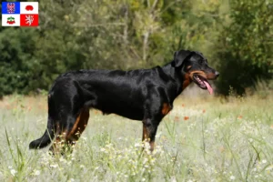 Přečtete si více ze článku Chovatelé beauceronů a štěňat na Vysočině