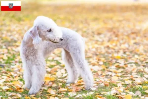 Přečtete si více ze článku Chovatelé bedlington teriérů a štěňat v Durynsku