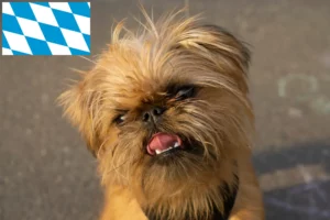 Přečtete si více ze článku Chovatelé belgických trpasličích grifonků a štěňat v Bavorsku