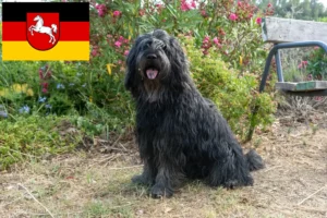 Přečtete si více ze článku Chovatelé bergamských ovčáků a štěňat v Dolním Sasku