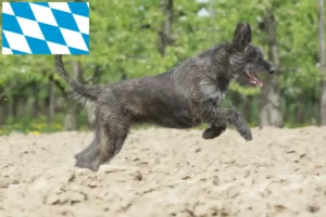 Přečtete si více ze článku Chovatelé a štěňata Berger de Picardie v Bavorsku