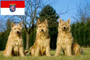 Přečtete si více ze článku Chovatelé a štěňata Berger de Picardie v Hesensku