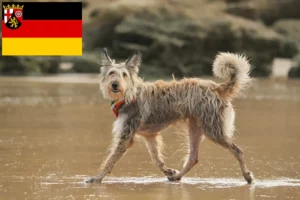 Přečtete si více ze článku Chovatelé a štěňata Berger de Picardie v Porýní-Falci