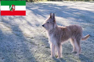 Přečtete si více ze článku Chovatelé a štěňata Berger de Picardie v Severním Porýní-Vestfálsku