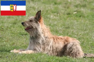 Přečtete si více ze článku Chovatelé a štěňata Berger de Picardie ve Šlesvicku-Holštýnsku