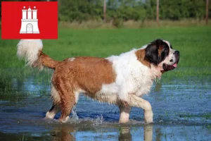 Přečtete si více ze článku Chovatelé bernardýnů a štěňat v Hamburku