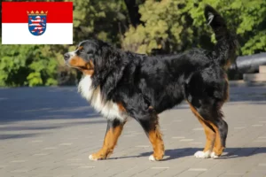 Přečtete si více ze článku Chovatelé bernských salašnických psů a štěňat v Hesensku