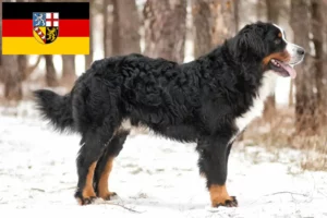 Přečtete si více ze článku Chovatelé bernských salašnických psů a štěňat v Sársku