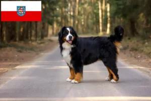 Přečtete si více ze článku Chovatelé bernských salašnických psů a štěňat v Durynsku