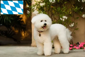 Přečtete si více ze článku Chovatelé bišonků frisé a štěňat v Bavorsku