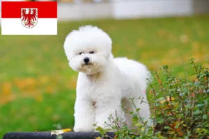Přečtete si více ze článku Chovatelé bišonků frisé a štěňat v Brandenburgu