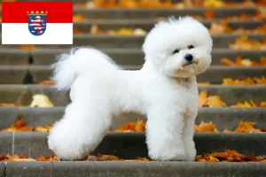 Přečtete si více ze článku Chovatelé bišonků frisé a štěňat v Hesensku