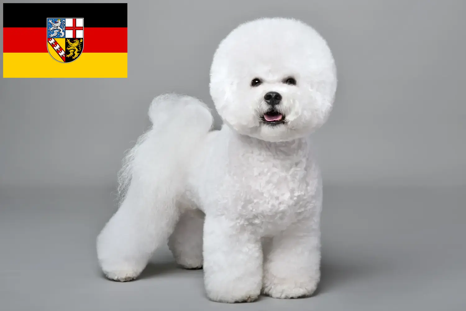 Přečtete si více ze článku Chovatelé bišonků frisé a štěňat v Sársku