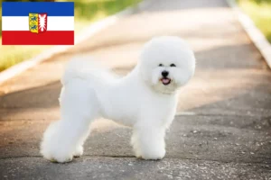 Přečtete si více ze článku Chovatelé bišonků frisé a štěňat ve Šlesvicku-Holštýnsku