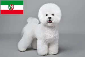 Přečtete si více ze článku Chovatelé bišonků frisé a štěňat v Severním Porýní-Vestfálsku