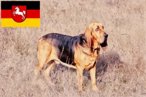 Přečtete si více ze článku Chovatelé bloodhoundů a štěňata v Dolním Sasku