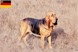 Přečtete si více ze článku Chovatelé bloodhoundů a štěňata v Porýní-Falci