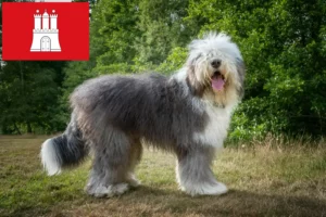 Přečtete si více ze článku Chovatelé bobtailů a štěňat v Hamburku