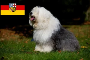 Přečtete si více ze článku Chovatelé bobtailů a štěňat v Sársku