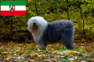 Přečtete si více ze článku Chovatelé bobtailů a štěňat v Severním Porýní-Vestfálsku