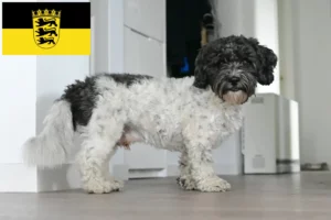 Přečtete si více ze článku Bolonka Zwetna chovatelé a štěňata v Bádensku-Württembersku
