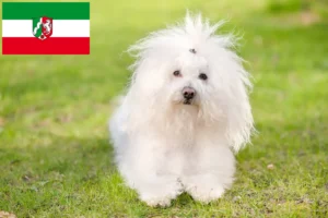 Přečtete si více ze článku Chovatelé boloňských psíků a štěňat v Severním Porýní-Vestfálsku