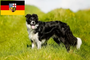 Přečtete si více ze článku Chovatelé border kolií a štěňat v Sársku