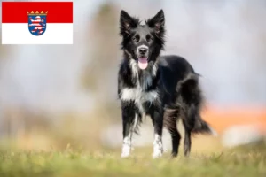 Přečtete si více ze článku Chovatelé border kolií a štěňat v Hesensku