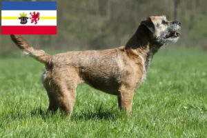 Přečtete si více ze článku Chovatelé border teriérů a štěňat v Meklenbursku-Předním Pomořansku