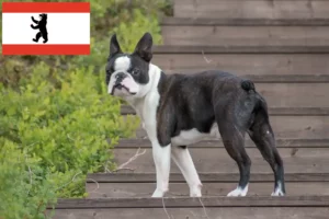 Přečtete si více ze článku Chovatelé bostonských teriérů a štěňat v Berlíně