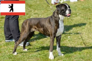 Přečtete si více ze článku Chovatelé boxerů a štěňat v Berlíně