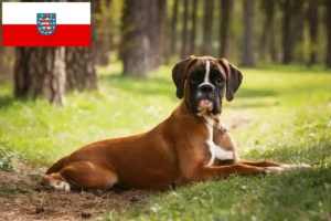 Přečtete si více ze článku Chovatelé boxerů a štěňat v Durynsku